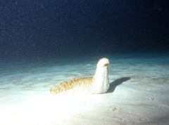 Holothuria fuscopunctata