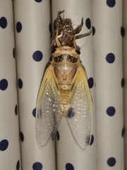 Cryptotympana atrata