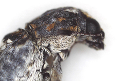 Cylindroides albocinctus