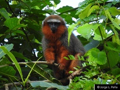 Plecturocebus discolor