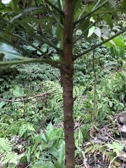 Ardisia virens