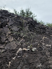 Anulocaulis leiosolenus
