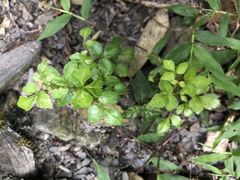 Eleutherococcus trifoliatus setosus