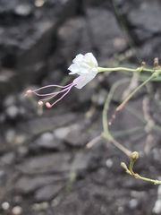 Anulocaulis leiosolenus