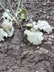 Anulocaulis leiosolenus