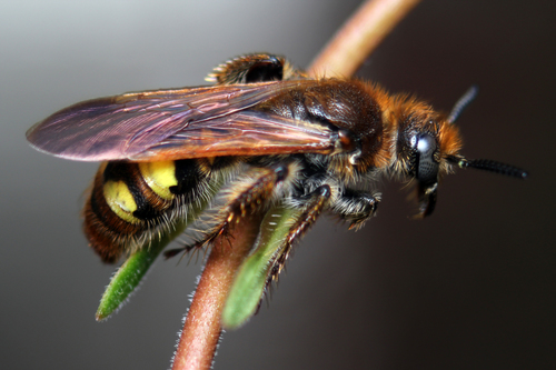 Xanthocampsomeris limosa