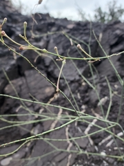 Anulocaulis leiosolenus