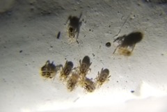 Ornithonyssus sylviarum