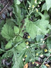 Dichrocephala integrifolia