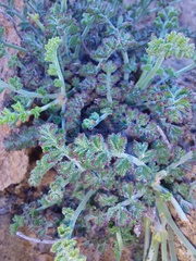 Pelargonium dasyphyllum