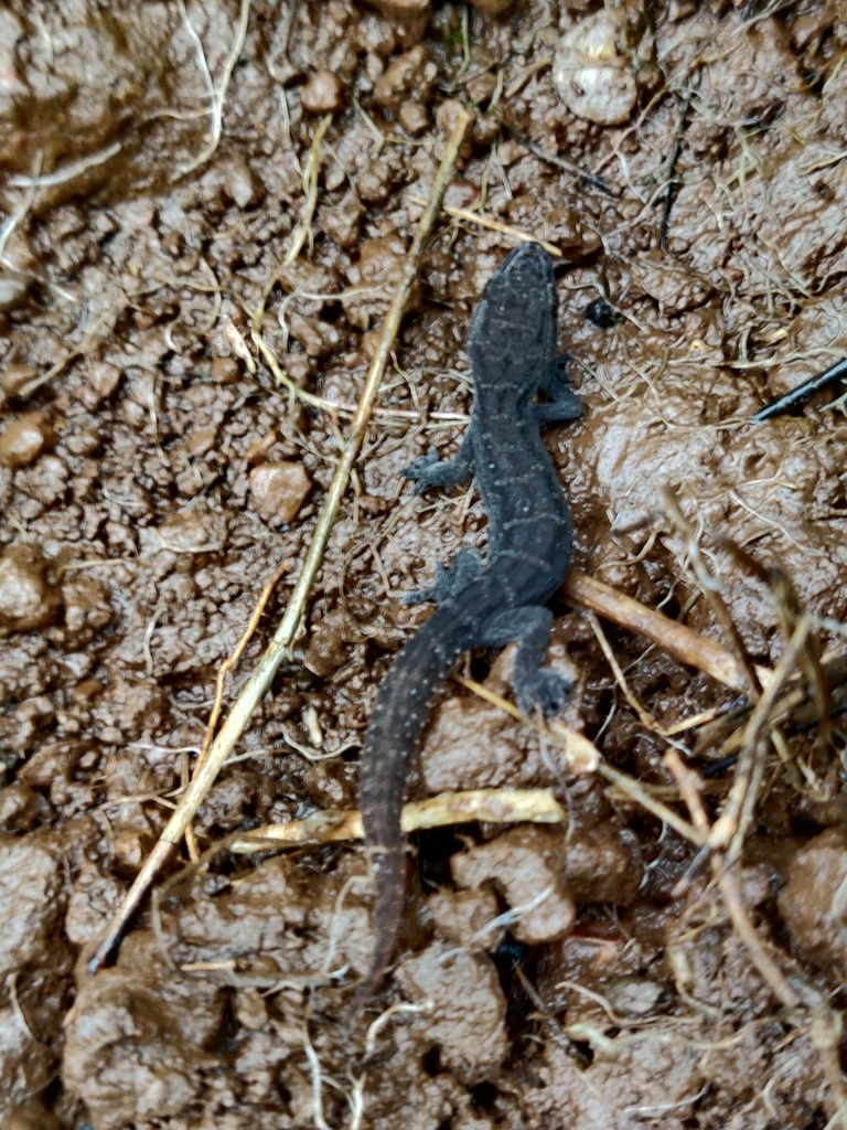 White-striped Viper Gecko