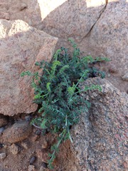 Pelargonium dasyphyllum