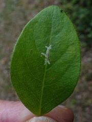 Phytomyza aprilina