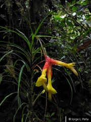 Guzmania pearcei