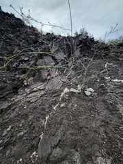 Anulocaulis leiosolenus