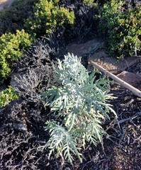 Senecio cinerascens