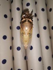 Cryptotympana atrata