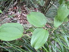 Smilax bracteata bracteata