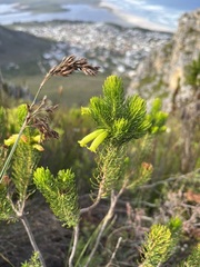 Erica viscaria