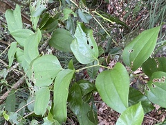 Smilax bracteata bracteata