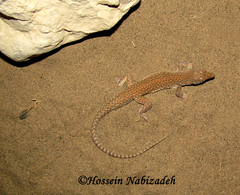 Acanthodactylus schmidti
