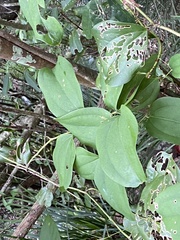 Smilax bracteata bracteata