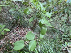 Smilax bracteata bracteata