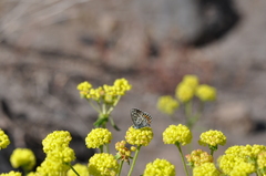 Euphilotes battoides