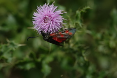 Zygaena filipendulae