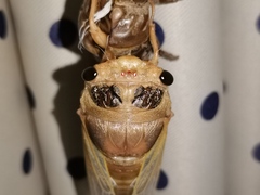 Cryptotympana atrata