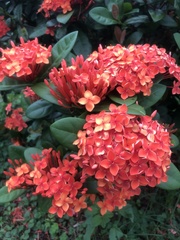 Ixora casei
