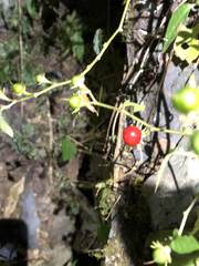 Lycianthes lysimachioides