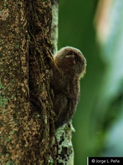 Cebuella pygmaea