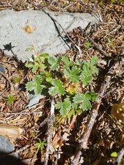 Potentilla × villosula