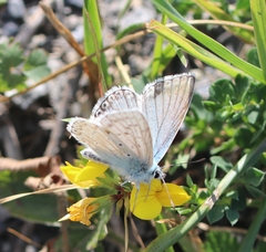 Polyommatus hispana