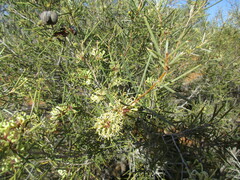 Hakea leucoptera