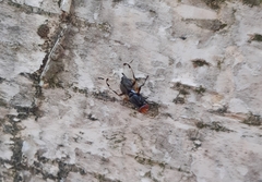 Ceroxys munda