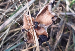 Ceroxys munda