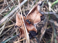 Ceroxys munda