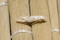 Bucculatrix bechsteinella