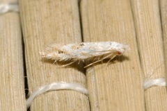 Bucculatrix bechsteinella