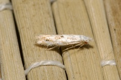 Bucculatrix bechsteinella