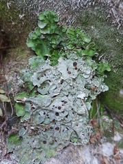 Solorina saccata