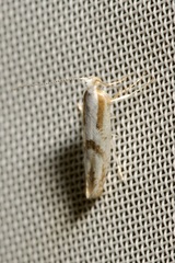 Argyresthia bonnetella
