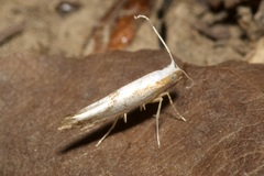 Argyresthia bonnetella