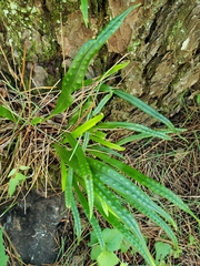 Lepisorus thunbergianus