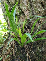 Lepisorus thunbergianus