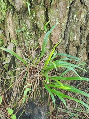 Lepisorus thunbergianus