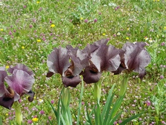 Iris haynei