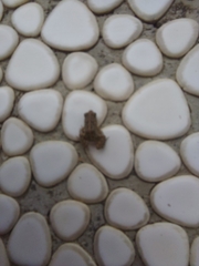 Fejervarya limnocharis